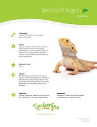 caring for bearded dragons timberline