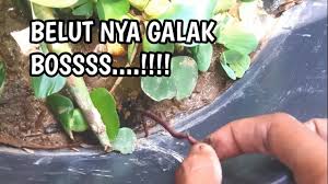 Berikut ini terdapat cara beberapa cara berternak belut di drum, antara lain: Budidaya Belut Cara Membuat Media Pemijahan Belut Dalam Ember By Lutfi Andika Rosid