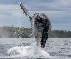 However, humpback whales have some great defense mechanisms. Humpback Whale Nsw Environment Energy And Science