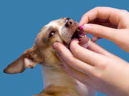 Bechewy is dedicated to helping you keep your pets happy and healthy. 5 Ways To Give Your Puppy Tablets
