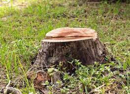 10 Things You Should Never Do In A Rental Home Stump Removal Tree Stump Planting Grass