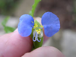 Image result for Commelina reptans