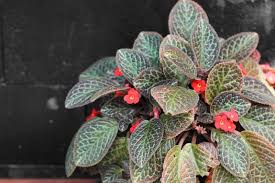 Image result for Episcia reptans
