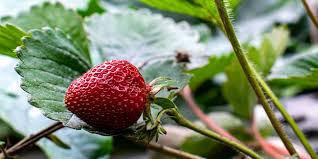 Planter Des Fraisiers Quand Et Comment Nos Conseils