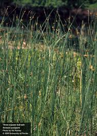 Image result for Cephalaria pungens