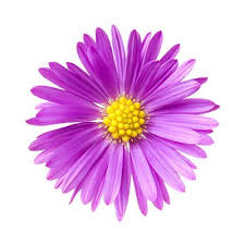 Birth Flowers In 2020 Birth Flowers Aster Flower Tattoos Virgo Flower