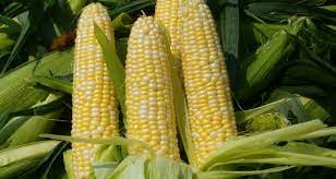 What is maize or corn. Tips On Best Practice Maize Production