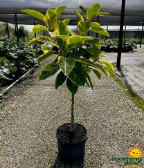 Image result for Ficus demeusei