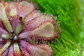 Image result for Drosera dielsiana