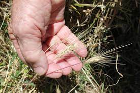 Barley Grass Pets At Risk Times Age