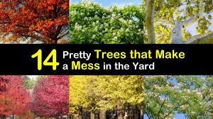 Dubuque had a crabapple in his front yard that would defoliate completely every july.) or fruit litter (you think that's bad… my aunt betty had one that would drop loads of rotting, messy fruit all over her patio every summer.) these repeated knocks against crabapples often trace to plantings of once­popular, older crabapple 14 Pretty Trees That Make A Mess In The Yard