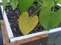 Check spelling or type a new query. Leaves Turning Yellow On Eggplant Broccoli And Bush Beans