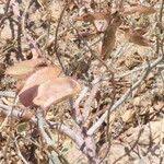 Image result for Adenolobus pechuelii