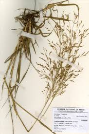 Image result for Heteranthoecia  guineensis