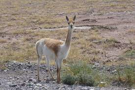 Vicuñas are relatives of the llama, and are now believed to be the wild ancestor of domesticated alpacas, which are raised for their coats. Vicuna Wikipedia