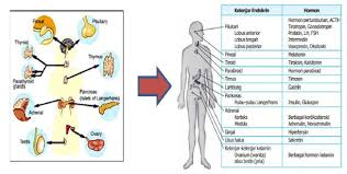 Maybe you would like to learn more about one of these? Materi Sistem Hormon Manusia Mapel Biologi Kelas 11 Sma Ma Bospedia