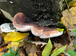 Image result for Ischnoderma resinosum