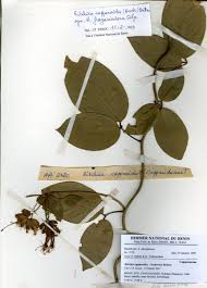 Image result for Ritchiea