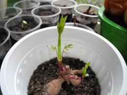 Dahlia is a genus of tuberous plants that are members of the asteraceae family; Growing Dahlias In Pots 8 Secrets To Success
