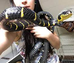 My Big 7 Foot Male Mangrove Snake This Guy Is A Malaysian Mangrove Boiga Dendrophila Melanota Which Are Capable Of Getting Nearly 8 Feet Long I Hope To