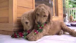 Welcome to the home of cinnfully sweet standard poodles. Family Lineage Of Champions Royal Hawaiian Rich Red Rare Standard Poodles