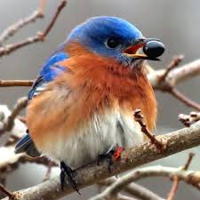 ✿ cranberry — клюква (множ. What Do Bluebirds Eat Feeding Tips For Bluebirds