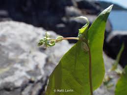Image result for Fallopia convolvulus