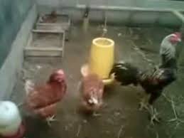 Ternak ayam petelur merupakan salah satu bisnis bermodal kecil dengan untung yang melimpah. Indukan Ayam Jawa Super Jantan Bangkok Vs Betina Layer Petelur Youtube