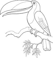 Tucan Coloriage Coloring Book Art Toucan Art Bird Pencil Drawing