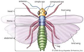 Pin On Insects
