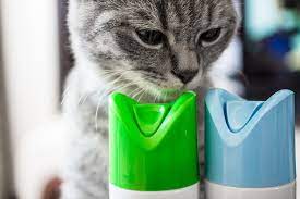 Cat Poisoned Symptoms Has My Cat Been Poisoned Vets Now