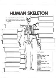 Human Physiology Worksheets Amazing Digestive System Labeling Worksheet Answers Human S Skeletal System Worksheet Body Systems Worksheets Human Body Worksheets