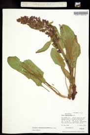 Image result for Rumex lanceolatus