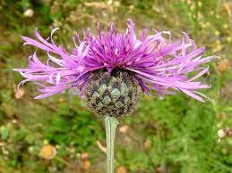 Centaurea Knapweed Scabiosa Flowers Plants Perennials
