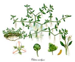 Image result for Elatinaceae