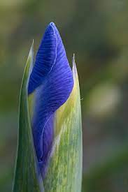 Iris Flower Bud Iris Flowers Plant Bud Flower Bud
