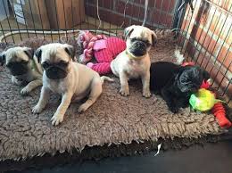 Find pug puppy in dogs & puppies for rehoming | 🐶 find dogs and puppies locally for sale or adoption in ontario : Stunning Pug Puppies Home Facebook