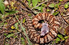 They have jowls, and besides, it has dark stripes by each nostril and snouts. Cottonmouth And Water Moccasin Same Snake Houseman Pest