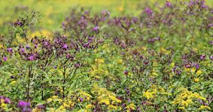 Image result for Vernonia turbinella