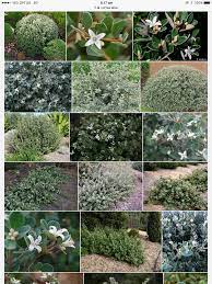 Correa Alba Landscaping Retaining Walls Australian Garden Design Australian Native Garden