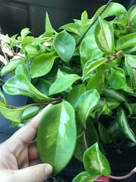 Hoya krimson queen vs princess. Is This A Hoya It Looks Like A Krimson Princess Or Tricolor But I Ve Never Seen Leaves This Big On One Hoyas