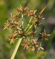 Image result for Cyperus haspan
