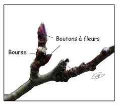 Epingle Sur Jardin