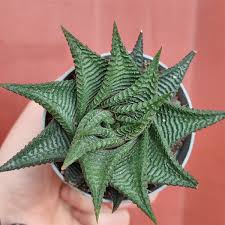 Image result for Haworthia limifolia