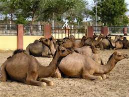 2 pm to 6 pm. Camel Research Farm In Bikaner Camel Farm In Bikaner