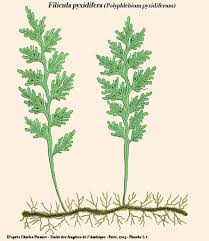 Image result for Polyphlebium