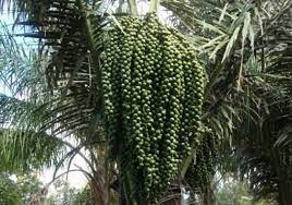 We did not find results for: Pohon Enau Atau Aren Yang Kaya Manfaat