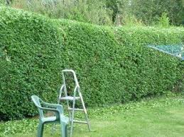 Garden Windbreak Design Plants And Trees To Grow As Windbreaks Backyard Pool Landscaping Landscape Design Pool Landscaping