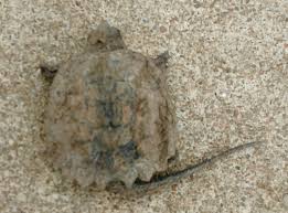 Check spelling or type a new query. Springfield Plateau Baby Snapping Turtle