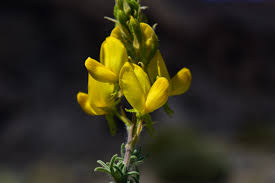 Image result for Adenocarpus